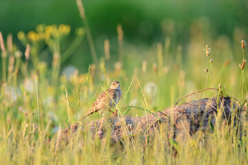 Lark on the rock in a field