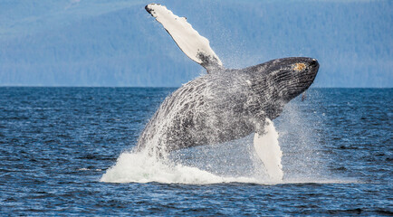 Jumping of Humpback whale (Megaptera novaeangliae). Chatham Strait area. Alaska. USA.