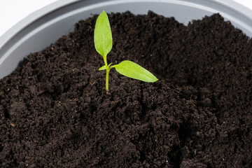 Growing peppers from seeds. Step 6 - Planting in a large pot