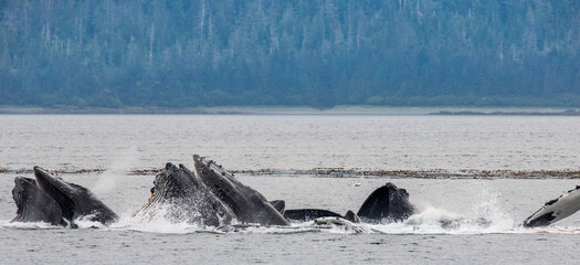 Fototapeta premium Bubble-net feeding of the Humpback whales (Megaptera novaeangliae). Chatham Strait area. Alaska. USA.