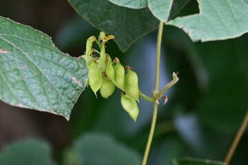 Rhynchosia acuminatifolia. Fabaceae perennial vine.
Butterfly-shaped yellow flowers bloom from July to September, and the legumes ripen in autumn to form black seeds.