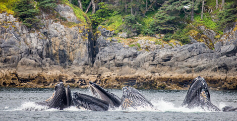 Bubble-net feeding of the Humpback whales (Megaptera novaeangliae). Chatham Strait area. Alaska. USA.
