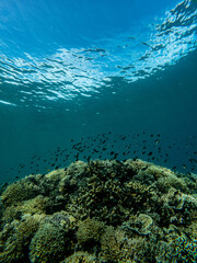 Fototapeta na wymiar Diving in Una Una -Indonesia 