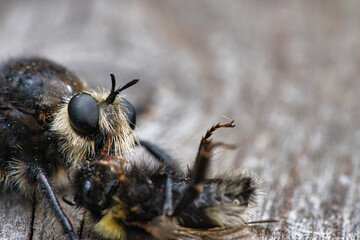 Yellow murder fly or yellow robber fly with a bumblebee as prey. Insect is sucked
