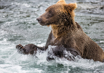 Alaska Peninsula brown bear (Ursus arctos horribilis) is catching salmon in the river. USA. Alaska. Katmai National Park.