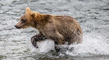 Alaska Peninsula brown bear (Ursus arctos horribilis) is running along the river. USA. Alaska. Katmai National Park.