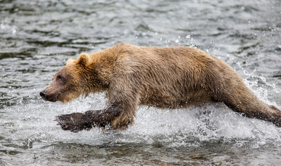 Fototapeta premium Alaska Peninsula brown bear (Ursus arctos horribilis) is running along the river. USA. Alaska. Katmai National Park.
