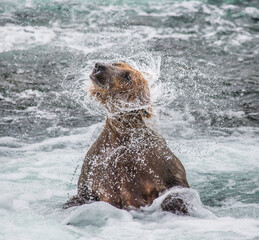 Alaska Peninsula brown bear (Ursus arctos horribilis) is shaking off water surrounded by splashes. USA. Alaska. Katmai National Park.