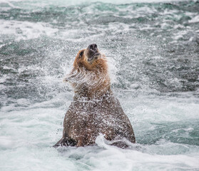 Fototapeta premium Alaska Peninsula brown bear (Ursus arctos horribilis) is shaking off water surrounded by splashes. USA. Alaska. Katmai National Park.