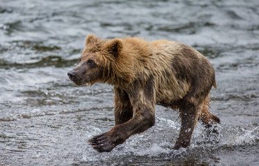 Fototapeta na wymiar Alaska Peninsula brown bear (Ursus arctos horribilis) is walking along the river. USA. Alaska. Katmai National Park.