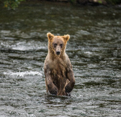 Obraz premium Young Alaska Peninsula brown bear (Ursus arctos horribilis) is standing on hind paws in the water in the river. USA. Alaska. Katmai National Park.