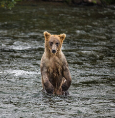 Young Alaska Peninsula brown bear (Ursus arctos horribilis) is standing on hind paws in the water in the river. USA. Alaska. Katmai National Park.