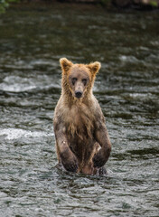 Obraz premium Young Alaska Peninsula brown bear (Ursus arctos horribilis) is standing on hind paws in the water in the river. USA. Alaska. Katmai National Park.