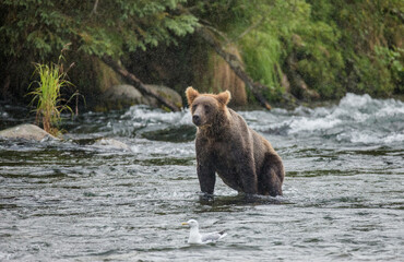 Fototapeta na wymiar Alaska Peninsula brown bear (Ursus arctos horribilis) is standing in the river. USA. Alaska. Katmai National Park.
