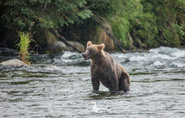 Obraz premium Alaska Peninsula brown bear (Ursus arctos horribilis) is standing in the river. USA. Alaska. Katmai National Park.