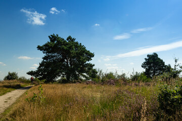 Obraz premium Scenic trail footpath through open fields of Calluna vulgaris, or simply heather undergrowth. Large tree in the background. Blue skies with small white clouds.
