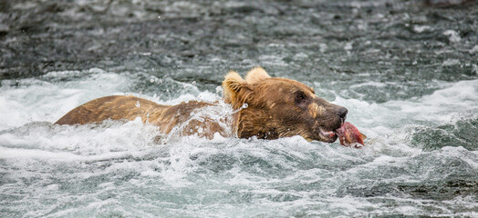 Alaska Peninsula brown bear (Ursus arctos horribilis) with a salmon in his mouth. USA. Alaska....