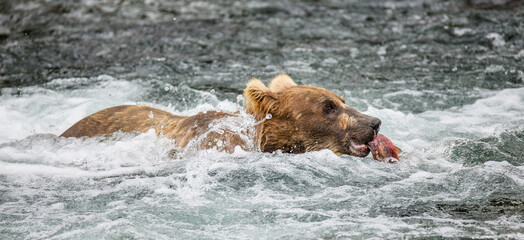 Alaska Peninsula brown bear (Ursus arctos horribilis) with a salmon in his mouth. USA. Alaska. Katmai National Park.