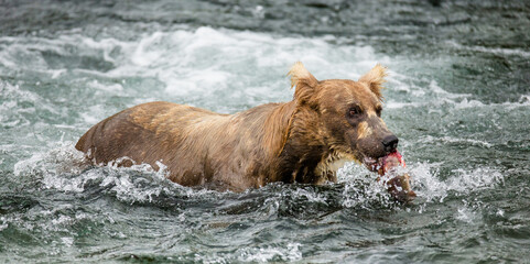 Alaska Peninsula brown bear (Ursus arctos horribilis) with a salmon in his mouth. USA. Alaska. Katmai National Park.