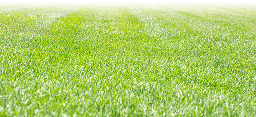 Green meadow stadium grass field for football