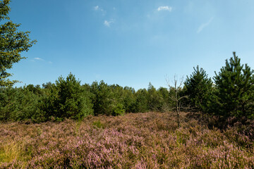 Obraz premium Scenic landscape photo of wild fields of Calluna vulgaris, or simply heather flowers, and pine trees in the background.