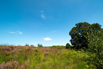 Fototapeta premium Scenic landscape photo of wild fields of Calluna vulgaris, or simply heather flowers, and trees in the background. Blue skies with small white clouds.