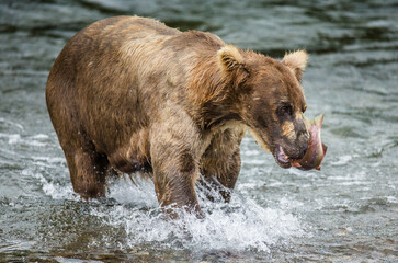 Obraz na płótnie Canvas Alaska Peninsula brown bear (Ursus arctos horribilis) with a salmon in his mouth. USA. Alaska. Katmai National Park.