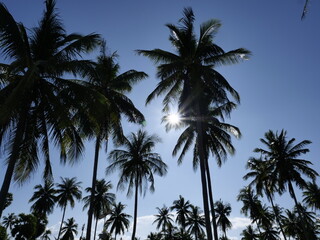 palm trees on the beach. The sun shines through the coconut trees at noon. sunlight. Coconut trees reflecting light at midday