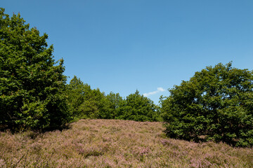 Fototapeta na wymiar Scenic landscape photo of wild fields of Calluna vulgaris, or simply heather flowers, and pine trees in the background. Blue skies.