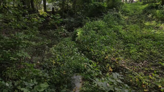 vertical aerial from an extreme close-up of a storm water drainage pipe to the forest canopy.  A good suspense clip