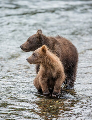 Two Alaska Peninsula brown bears (Ursus arctos horribilis) cubs are standing in a river next to each other. USA. Alaska. Katmai National Park.