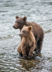 Obraz premium Two Alaska Peninsula brown bears (Ursus arctos horribilis) cubs are standing in a river next to each other. USA. Alaska. Katmai National Park.