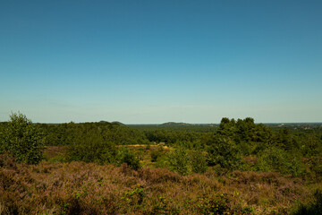 Fototapeta na wymiar Scenic landscape photo of wild fields of Calluna vulgaris, or simply heather flowers. Blue skies.