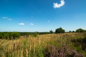Fototapeta premium Scenic landscape photo of wild fields of Calluna vulgaris, or simply heather flowers. Blue skies with small clouds.