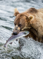 Fototapeta premium Alaska Peninsula brown bear (Ursus arctos horribilis) with a salmon in his mouth. USA. Alaska. Katmai National Park.