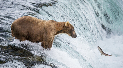 Alaska Peninsula brown bear (Ursus arctos horribilis) is catching salmon in the river. USA. Alaska. Katmai National Park.