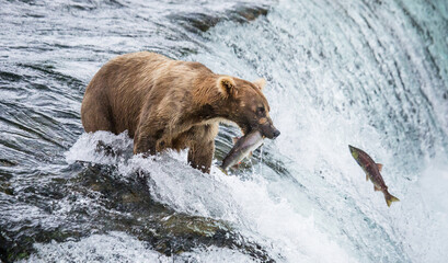 Alaska Peninsula brown bear (Ursus arctos horribilis) is catching salmon in the river. USA. Alaska....