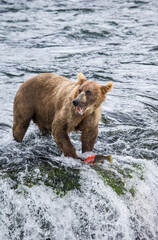 Alaska Peninsula brown bear (Ursus arctos horribilis) is eating salmon in the river. USA. Alaska. Katmai National Park.