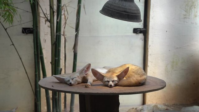 A pair of exotic fennec fox, vulpes zerda, small crepuscular fox with nocturnal habitat, curled-up and sleeping in an enclosed environment with hanging lamp imitating the sunlight and the heat.