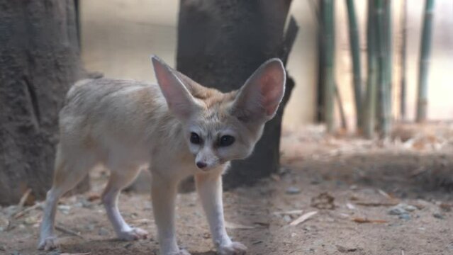 Handheld tracking shot camera peeking through the cage capturing curious fennec fox, vulpes zerda sniffing and walking around the area in the enclosed environment at Langkawi wildlife park, Malaysia.