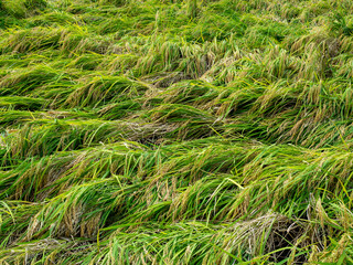 倒れた稲穂