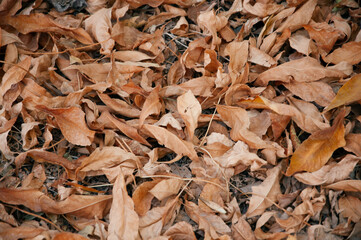 Fallen autumn leaves. Autumn. Texture. Dry orange leaves on the ground.