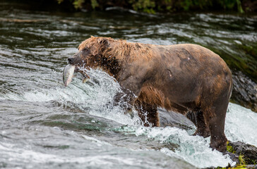 Alaska Peninsula brown bear (Ursus arctos horribilis) is catching salmon in the river. USA. Alaska. Katmai National Park.