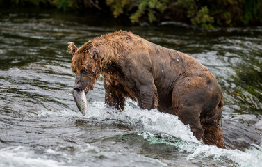 Alaska Peninsula brown bear (Ursus arctos horribilis) is catching salmon in the river. USA. Alaska. Katmai National Park.