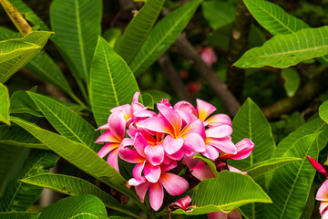 Fototapeta premium pink frangipani