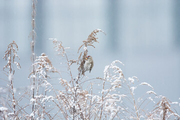 A closeup of a Common redpoll in countryside in winter
