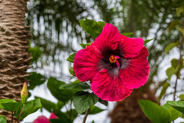 red hibiscus flower