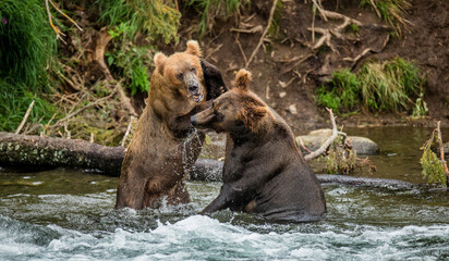 Two Alaska Peninsula brown bears (Ursus arctos horribilis) are playing with each other in the water. USA. Alaska. Katmai National Park.