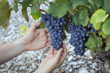 Hands inspecting on red ripe grapevine fruit on its tree during  harvesting season in the French...