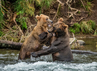Naklejka na ściany i meble Two Alaska Peninsula brown bears (Ursus arctos horribilis) are playing with each other in the water. USA. Alaska. Katmai National Park.